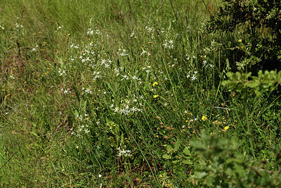 BUITEN BEELD Foto: 442706