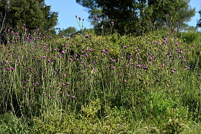 BUITEN BEELD Foto: 442707