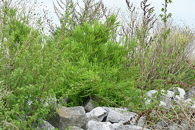BUITEN BEELD Foto: 442719