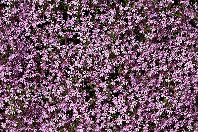 BUITEN BEELD Foto: 442725
