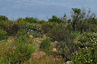 BUITEN BEELD Foto: 442726