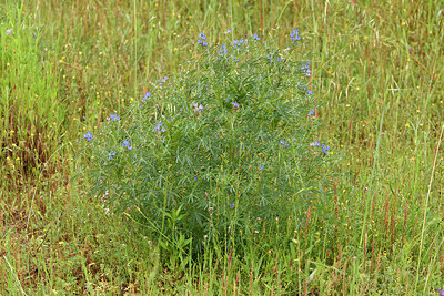 BUITEN BEELD Foto: 442735