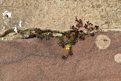 BUITEN BEELD Foto: 442739