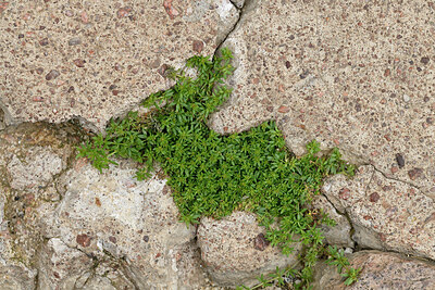 BUITEN BEELD Foto: 442767
