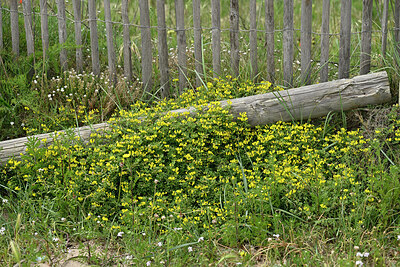BUITEN BEELD Foto: 442768