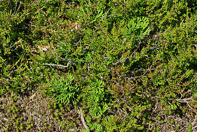 BUITEN BEELD Foto: 442771