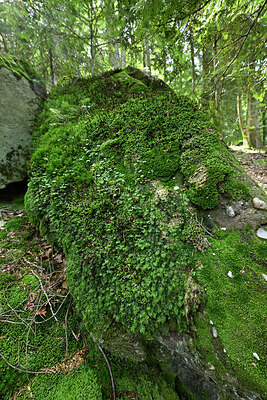 BUITEN BEELD Foto: 442775