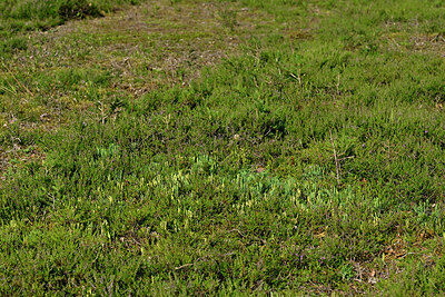 BUITEN BEELD Foto: 442778