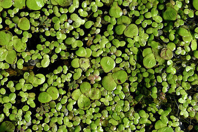 BUITEN BEELD Foto: 442782