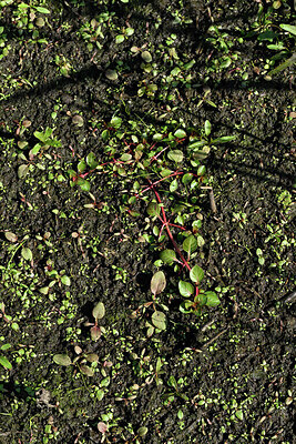 BUITEN BEELD Foto: 442784