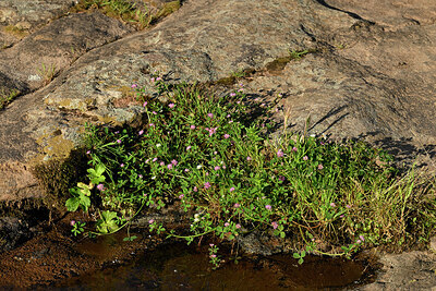 BUITEN BEELD Foto: 442785