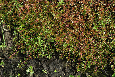 BUITEN BEELD Foto: 442792