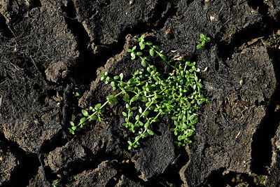 BUITEN BEELD Foto: 442796