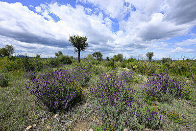 BUITEN BEELD Foto: 442802
