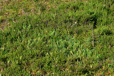 BUITEN BEELD Foto: 442810