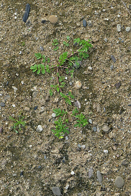 BUITEN BEELD Foto: 442811