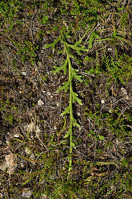BUITEN BEELD Foto: 442821