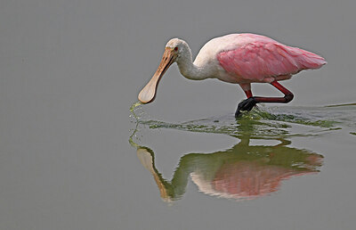 BUITEN BEELD Foto: 442838