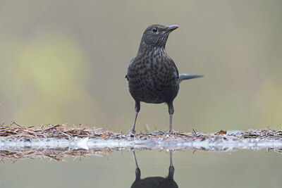 BUITEN BEELD Foto: 442839