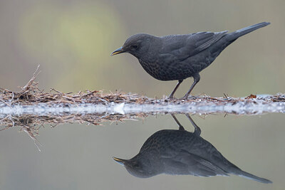 BUITEN BEELD Foto: 442840