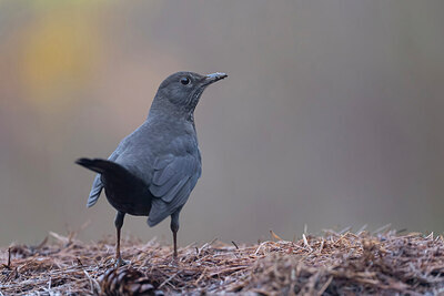 BUITEN BEELD Foto: 442841