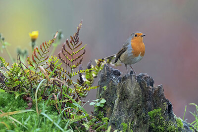 BUITEN BEELD Foto: 442842