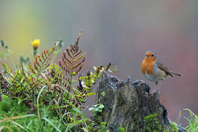 BUITEN BEELD Foto: 442843