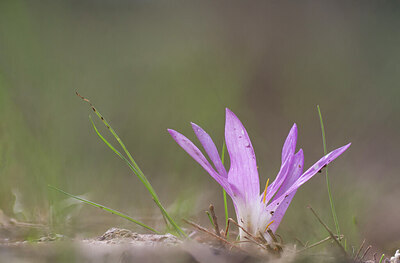 BUITEN BEELD Foto: 442849