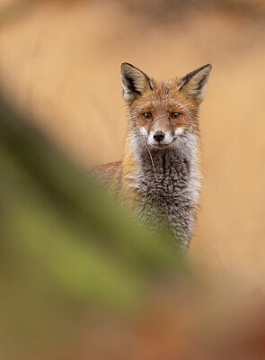 BUITEN BEELD Foto: 442851