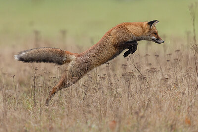 BUITEN BEELD Foto: 442854