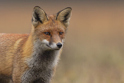 BUITEN BEELD Foto: 442855