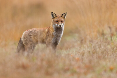 BUITEN BEELD Foto: 442856