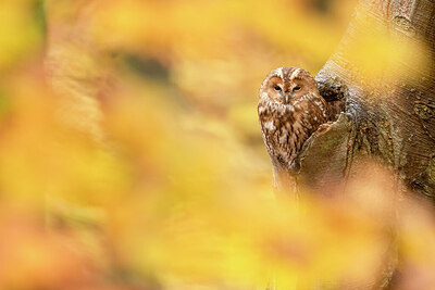 BUITEN BEELD Foto: 442861
