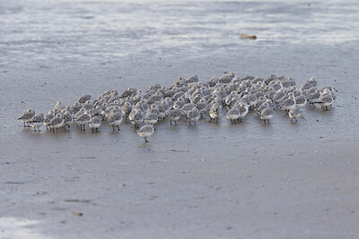 BUITEN BEELD Foto: 442862