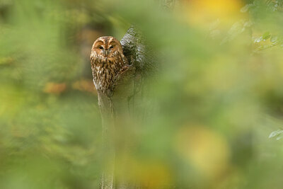 BUITEN BEELD Foto: 442864