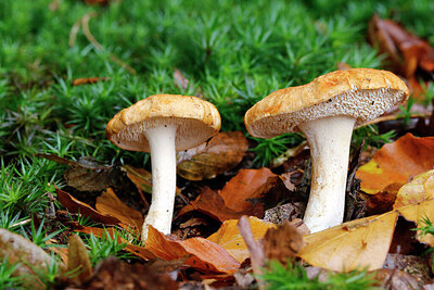 BUITEN BEELD Foto: 442867