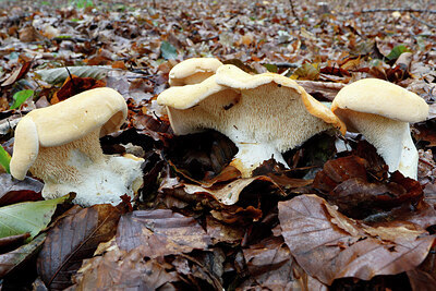 BUITEN BEELD Foto: 442868