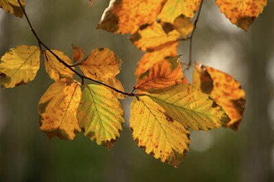 BUITEN BEELD Foto: 442889