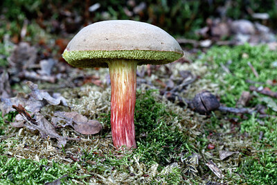 BUITEN BEELD Foto: 442936