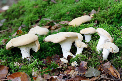 BUITEN BEELD Foto: 442938