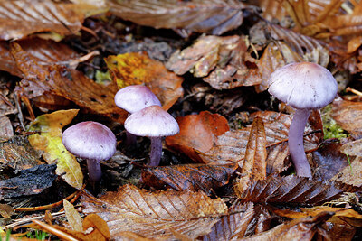 BUITEN BEELD Foto: 442957