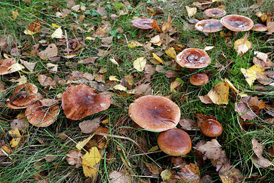 BUITEN BEELD Foto: 442960