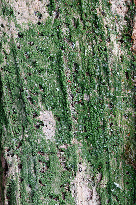 BUITEN BEELD Foto: 442963
