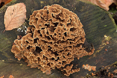 BUITEN BEELD Foto: 442980