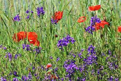 BUITEN BEELD Foto: 442987