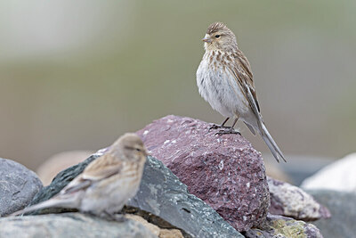 BUITEN BEELD Foto: 442992