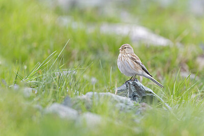 BUITEN BEELD Foto: 442993