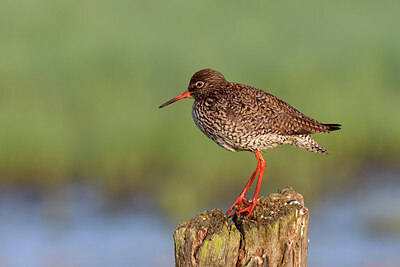 BUITEN BEELD Foto: 443026