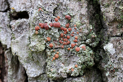 BUITEN BEELD Foto: 443031
