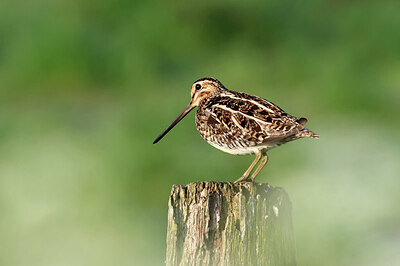 BUITEN BEELD Foto: 443032